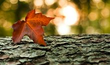 晒秋天——落叶_300字