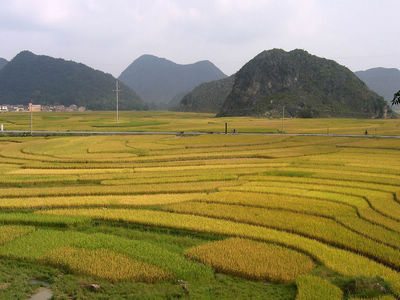 阳光 - 一个金色_200字