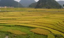 晒秋天——一片金色_200字