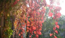 晒秋天——深秋里的风景线_600字