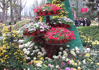阳光 - 菊花_50字