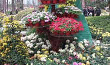 晒秋天——菊花_50字