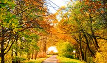 晒秋天——秋叶凋零_100字