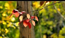 记忆像飞花一样_1200字