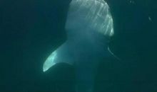 生命的旋律_1200字