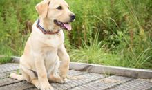 淘气的小狗_250字