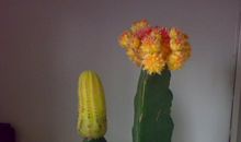 每朵鲜花都有盛开的理由_650字