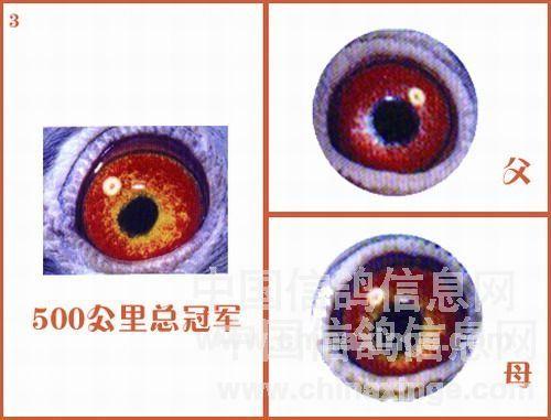 老师的眼睛_650字