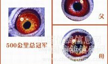 老师的眼睛_650字