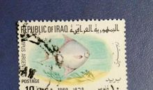 给伊拉克小朋有的信_450字