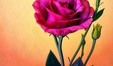 花开花落的随想_500字