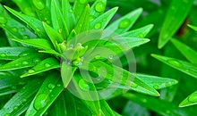 失落的叶子_1500字