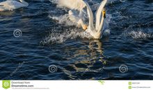 不会游泳的鸟_500字