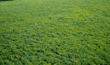 秋天的夏日_50字