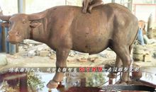 爱笑的“牛”人_800字