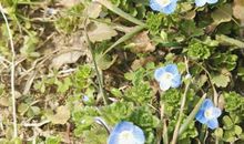 一朵路边的野花 一个发自内心的拥抱_900字