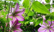 荆棘里的蔷薇花开_750字