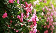 四月的蔷薇_800字