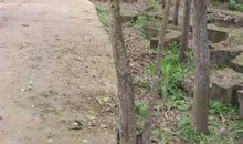 神的一点——记校园里的一株桂花树_1200字