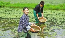 感受乡村_1000字