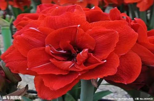 “我心中有一个快乐的歌”_1000字