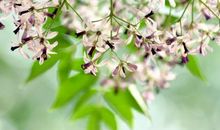 等到下一年花开_2000字