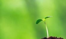 不能代替的生命_450字