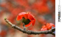 木棉花开的季节_1500字