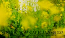 这一季花香_1200字