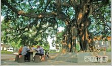 榕树让我看懂世界_700字