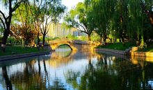 我心中的那一抹绿_700字