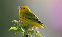 飞鸟的天籁　_900字