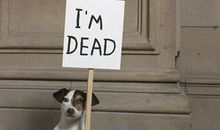 多才多艺的我_450字