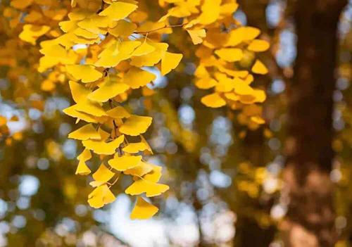 我真的不想说再见，所以我离开了谁，没有送自己。我没有送自己。我也说我说再见的味道像一个秘密的爱情，我无法忍受，我不会告诉我，我愿意欺骗自己。我失去了它。你。即使你不告诉大树，你也不告诉秋天，你仍然会给他秋风。他将成为南方的秋天树。