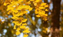 吹不尽的落叶_600字