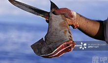 大鱼上钩_3000字