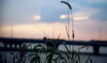 自由，生命_1000字