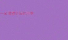 一朵渴望冬阳的月季_200字