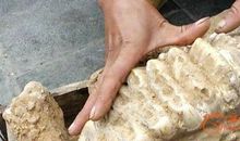 牙齿长在胃里的动物_250字