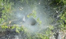 我发现了蜘蛛的秘密_450字