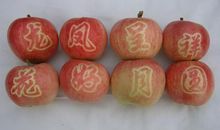 变色的苹果_200字