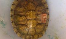 我家的小乌龟_100字