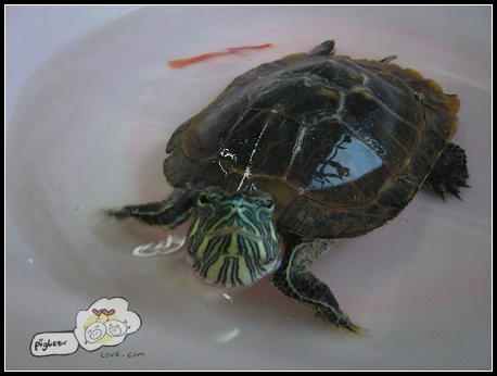 Tortozzle裁缝_250字