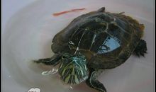 龟口脱险的小蜗牛_250字