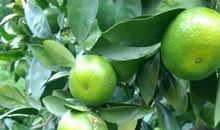 绿绿的桔子_250字