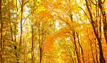 秋天的公园_650字