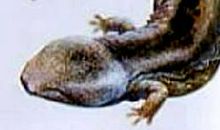 一年级状物作文：可爱的娃娃鱼_450字