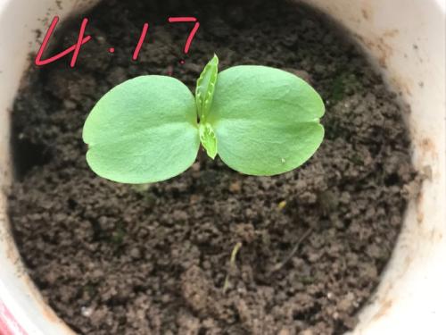 一年级组成：我的家人的凤仙花_300字