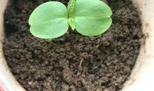 一年级状物作文：我家的凤仙花_300字