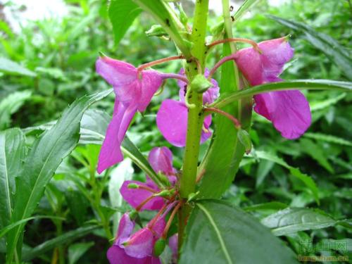 一年级组成：美丽的凤仙花_350字